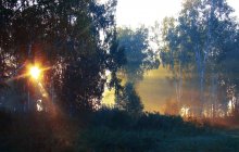 Altweibersommer / ***