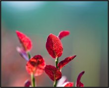 Was ist der Herbst Farbe 4 / ***