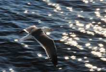 Flug über Wasser / ***