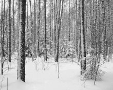 Schnee / .....