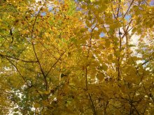 Herbst / .....
