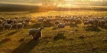 Goldene Vlies / Golden Fleece