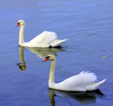 Swans / ***