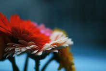 Gerbera / birthday flowers