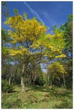 Pfad im Herbst / -----------------