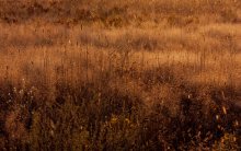 Gold Abend / *****