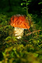 Herbst Geschenke / ***