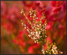 Was ist der Herbst Farbe 7 / ***