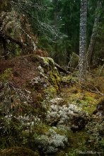 Hyperborean / ***