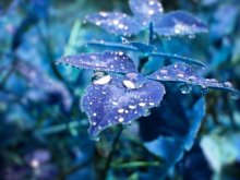 Herbst / ***