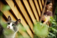 Cheshire Cat / * * *