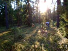 In den Netzen der Wald Spinne / * *
***_***