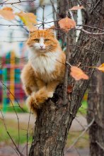 Herbst Cat / ))))))))))))))