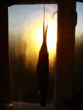 Fisch / ***
