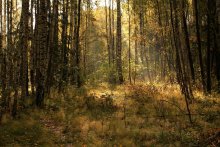 Morgen in den herbstlichen Wald / ************