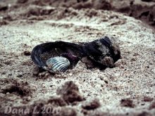 Erinnerung an das Meer. / ***