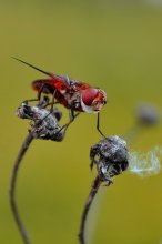 Fly / ***
