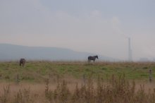Morning Horses / ***