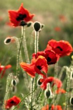 Mohn / **************
