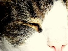 Von Cat / ***