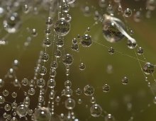 Spitze ... / ***