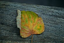 Leafart / ++++++