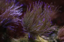 Marine-Blumen / *****