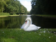 Schwan / ***