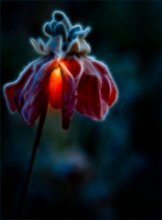 Shining Funken in der Nacht ... / ***