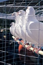 Doves / -----------