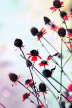 Spring Farbe / ***