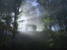 Morgen in den Garten Alesandrovskom ... 1 / *****