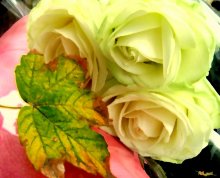 Herbst / ***