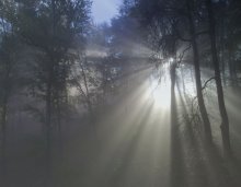 Morgen in den Garten Alesandrovskom ... 2 / *****