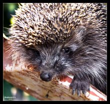 Ezhin ist Bazhenow / ***