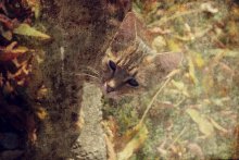 .. Die Katze, die mit Laub zusammengeführt ... / .........