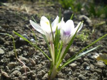 Frühling / ***
