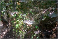 Im Wald / ***