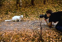 Kicks, Kitty, Kitty, sag mir - "Chi-i-and-out" oder "Sie nehmen ab, ziehe meine Fotografen № 2" / ***