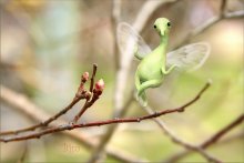 spring spirit / ***