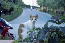Die Katze mit den großen Straße / ***************