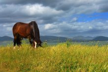Ein einsames Pferd / *****
