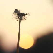 Sonnenuntergang / ***