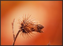 Was ist die Farbe der Herbst 1913 / ***