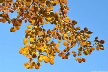 Gold auf Blau / ***