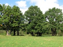 Oaks / ***