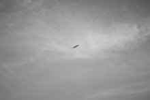 Lonely Vogel / *****