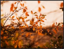 Rief Herbst 4 / ***