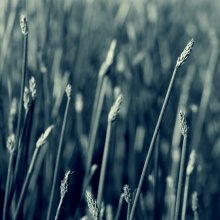 In der Eile Gras / *****