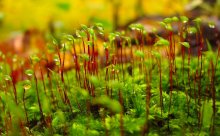 Nach Herbst Regen / Canon PowerShot SX120 IS